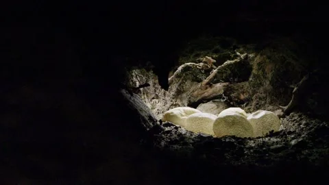 Gila monster eggs in a breeding cave  Stock Footage 267092127