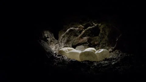 Gila monster eggs in a breeding cave  Stock-Footage 267092136