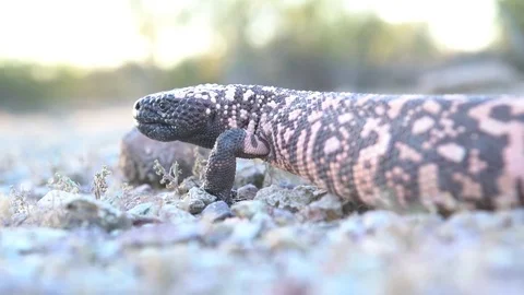 Gila Monster 스톡 동영상 82947546