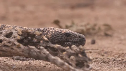 GILA MONSTER Stock-Footage 127661889