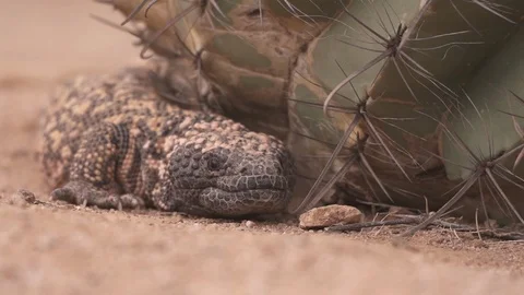 GILA MONSTER Stock-Footage 127682257
