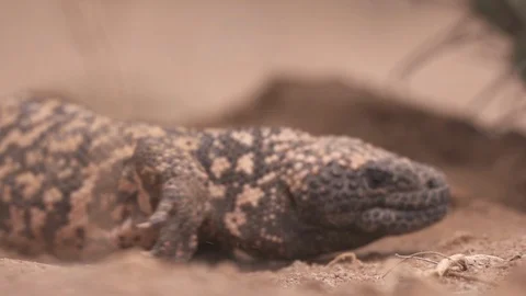 GILA MONSTER Stock-Footage 127725738