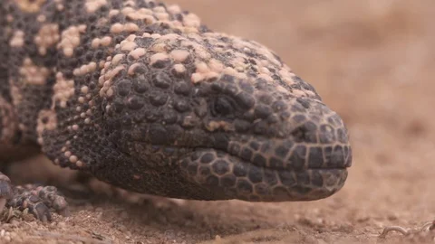 GILA MONSTER Stock-Footage 127732853