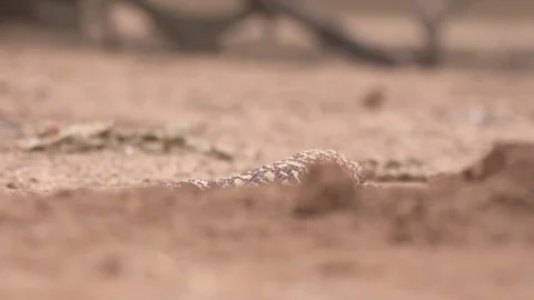 GILA MONSTER Stock-Footage 127793214