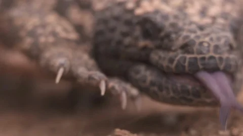 GILA MONSTER Stock-Footage 127799401