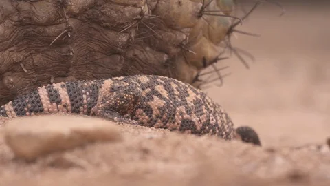 GILA MONSTER Stock-Footage 127801908