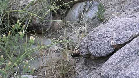 Gila Monster Heloderma suspectum Crawling Moving Away Leaving Stock-Footage 208936008