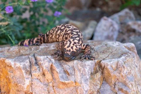 Gila Monster Heloderma suspectum on flat rock Stock Photos