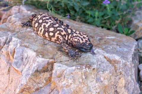 Gila Monster Heloderma suspectum on flat rock Stock Photos