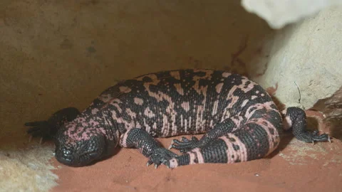 Gila monster (Heloderma suspectum) resting in the shade Stock Footage 221586045