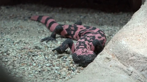 Gila monster (Heloderma) venomous lizard resting behind a stone Stock-Footage 69900915