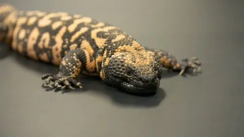 Gila Monster Laying on Table Stock Footage 111268757