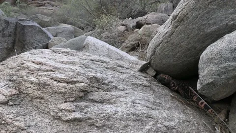 Gila Monster Lizard Crawling Moving Flicking Tongue in Desert Canyon Stock-Footage 208937427