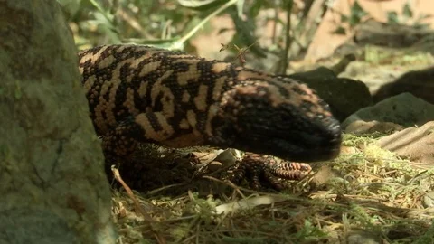 Gila monster lizard crawls in ground on a sunny day Stock Footage 99079185