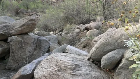 Gila Monster Lizard Resting Bedded in Rocks in Desert Vídeo Stock 208936750
