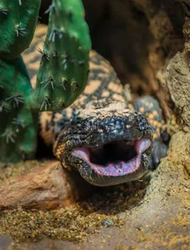 Gila monster Stock Photos