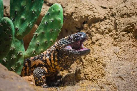 Gila monster Stock Photos