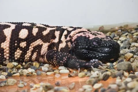 Gila monster Stock Photos