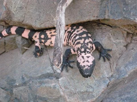Gila Monster Stock Photos