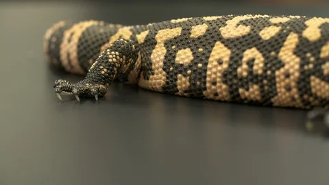 Gila Monster, Tail to Head Vídeo Stock 111269066