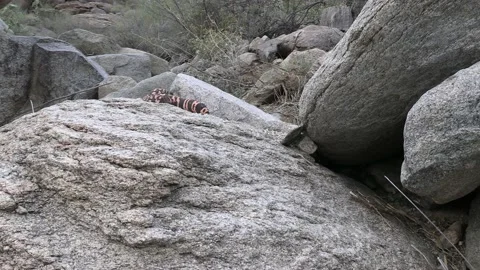 Gila Monster Walking Moving Crawling Leaving On Rocks in Spring Vídeo Stock 208937339