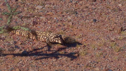 Gila Monster&amp;#039;s colorful pattern blending in to the desert landscape Stock-Footage 331921098