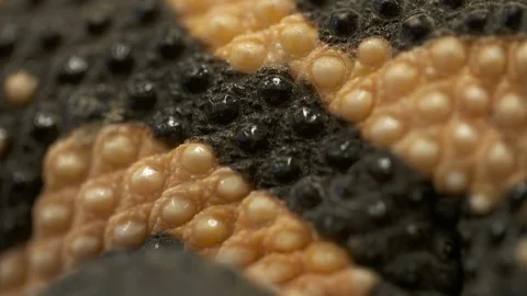 Gila Monster's Beads Vídeo Stock 111270643
