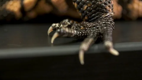 Gila Monster's Claws Stock-Footage 111270752