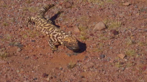 Gila Monster's colorful pattern blending in to the desert landscape Stock Footage 331921536