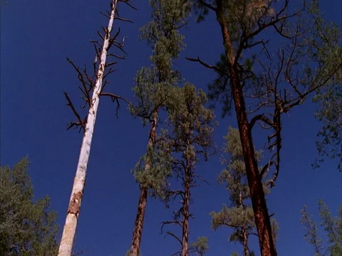 Gila wilderness Stock Footage 86751150