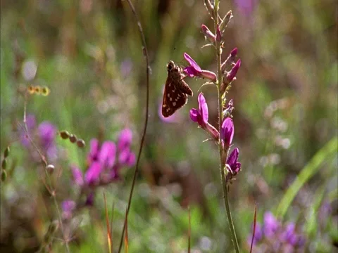 Gila wilderness Stock Footage 86751160