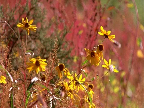 Gila wilderness Stock Footage 86751167