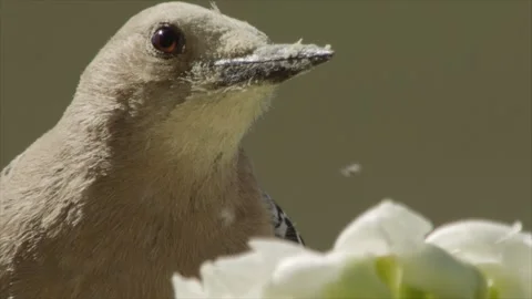 Gila woodpecker drinks nectar from a saguaro blossom, details, slow-m. Stock Footage 273507204