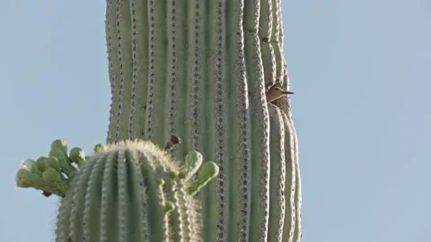 Gila woodpecker is looking out of the nest cavity in a saguaro cactus Stock Footage 272454792