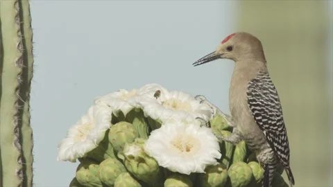 Gila woodpecker throws bee away from a saguaro blossom in the Sonoran desert Stock Footage 273510185