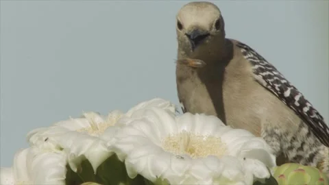 Gila woodpecker throws bee away from a saguaro blossom in the Sonoran desert (sl Stock Footage 273510192