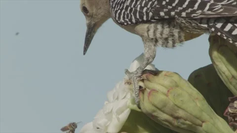 Gila woodpecker throws bee away from a saguaro blossom in the Sonoran desert (sl Stock Footage 273510197
