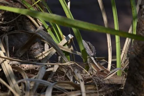 Gilbert's Dragon Lizard Close-Up Stock Photos
