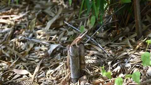 Gilbert's Dragon Lizard Stock Footage 249984333