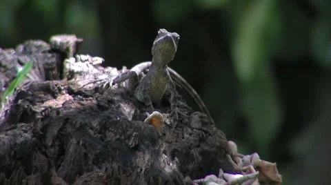 Gilberts dragon on a stump Video stock 3274658