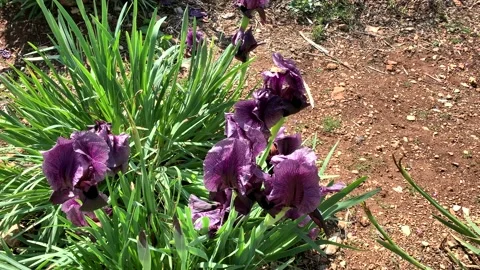 Gilboa iris. Iris haynei Baker. Gilboa Iris Blooming in the natural environment. Stock Footage 142504028