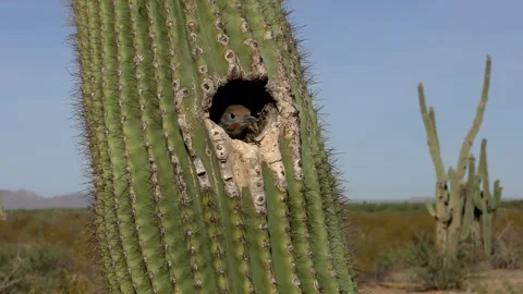 Gilded Flicker Chick Calling and Begging from Saguaro Cactus Nest Stockbeeldmateriaal 342576410
