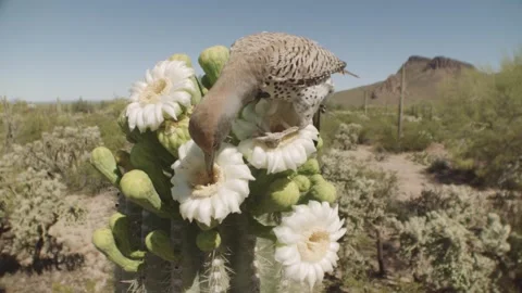Gilded flicker drinks nectar of a saguaro blossom in the Sonoran desert Stock Footage 273507129