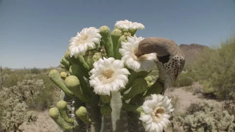Gilded flicker drinks nectar of a saguaro blossom in the Sonoran desert Stock Footage 273507137