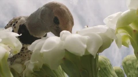 Gilded flicker drinks nectar of a saguaro blossom (slow-motion) Stock Footage 273507138