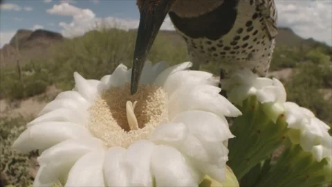 Gilded flicker drinks nectar of a saguaro blossom (slow-motion) Stock Footage 273507159