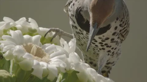 Gilded flicker drinks nectar of a saguaro blossom (close-up) Stock Footage 273507171