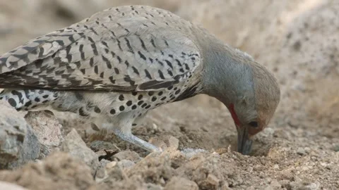 Gilded flicker eats ants with his tongue in the Sonoran desert Stock Footage 272454653