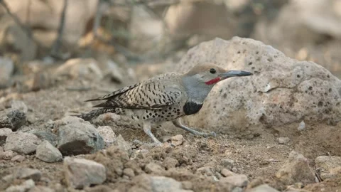 Gilded flicker eats ants with his tongue in the Sonoran desert Stock Footage 272454654