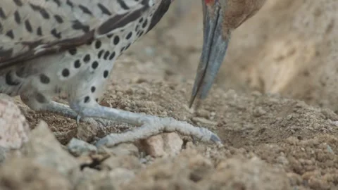 Gilded flicker eats ants with his tongue in the Sonoran desert, (close up) Stock Footage 272454656